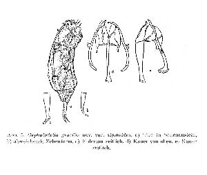 Wulfert, K (1951): Archiv für Hydrobiologie 44 p.454, fig.5